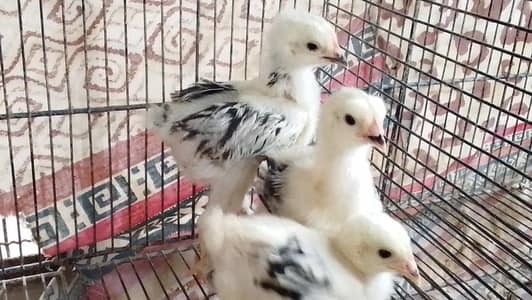 Light Columbian Brahma Chicks available