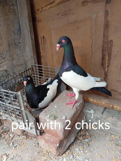 4 breeder pairs setup with chicks