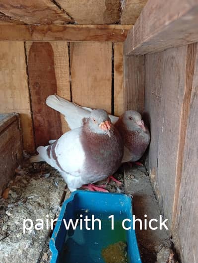 carear breeder pair with 1 chick and eggs