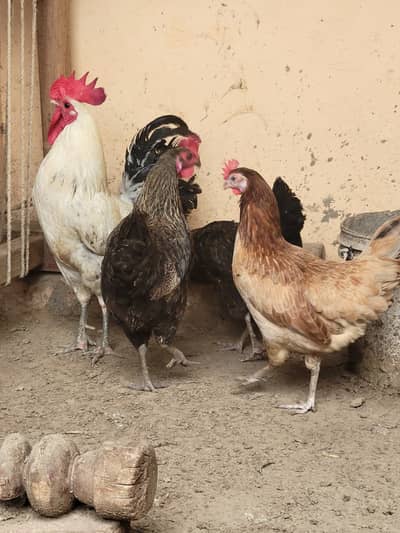 Murghi Murgha 3 Murghian 1 Murgha Jwan