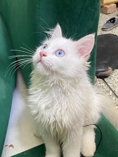 Beautiful odd eyes White Persian Kittens for Sale