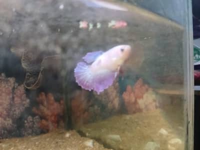 betta adult female