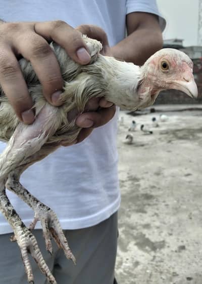 Mianwali Aseel For Sale