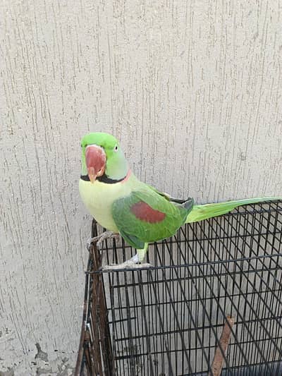 Kashmir raw parrot for sale 03/1550/97807