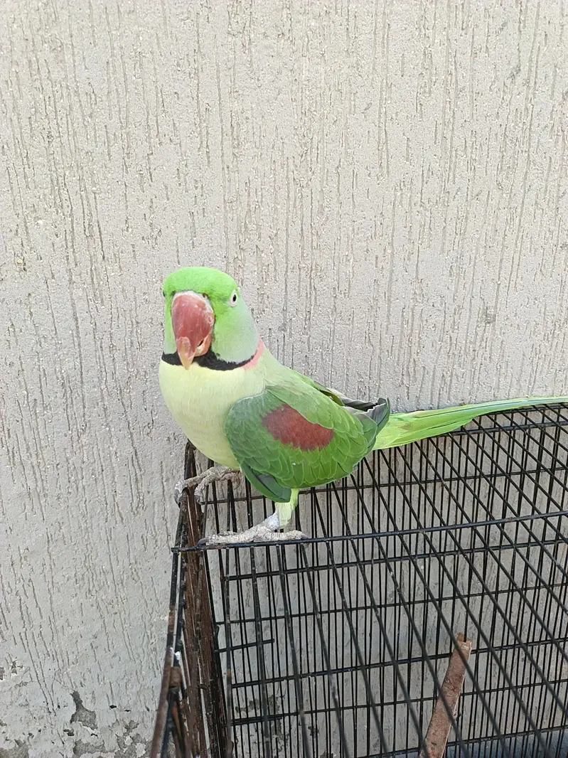 Kashmir raw parrot for sale 03/1550/97807