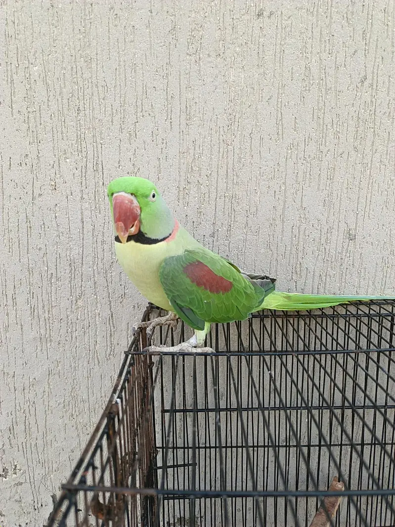 Kashmir raw parrot for sale 03/1550/97807 — photo 2