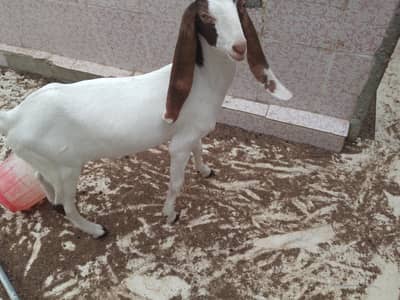 Bakri 4 dant bacha 7 months and female full Gulabi 8 month