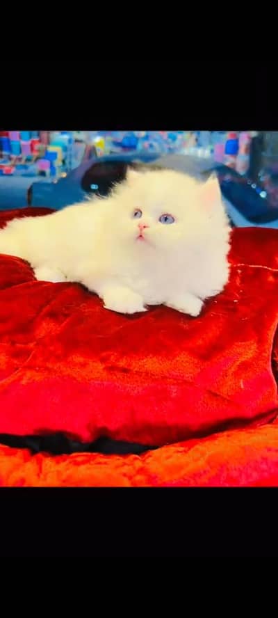 persian cat for sale MywatsapppNumber 0309-37-13-771