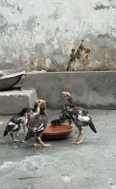 Mianwali Aseel Chicks For Sale