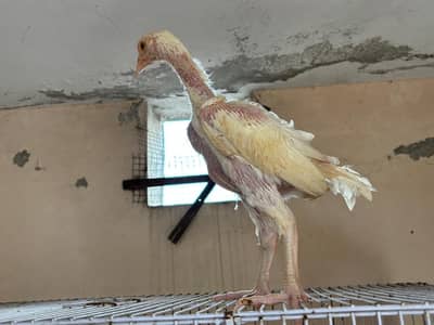 Heera aseel high quality