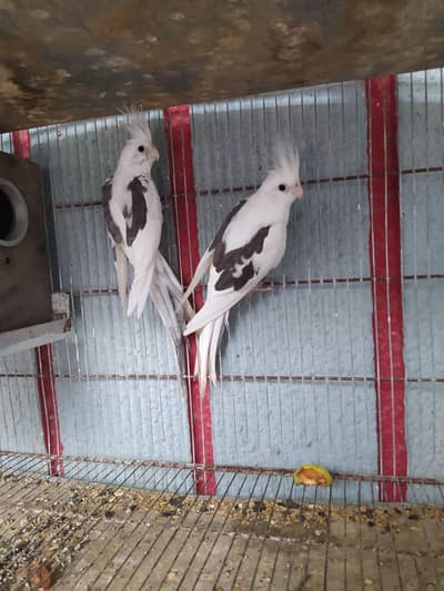 v pied breeder cockatiel