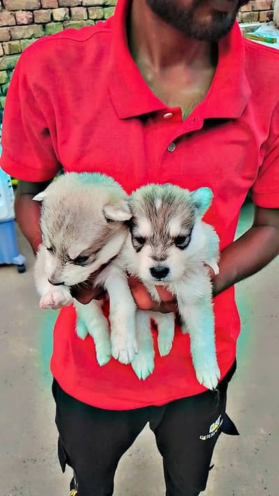 Siberian Husky puppies for sale.