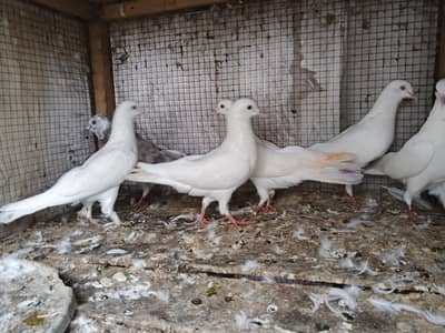 low flyers breeder setup for sale