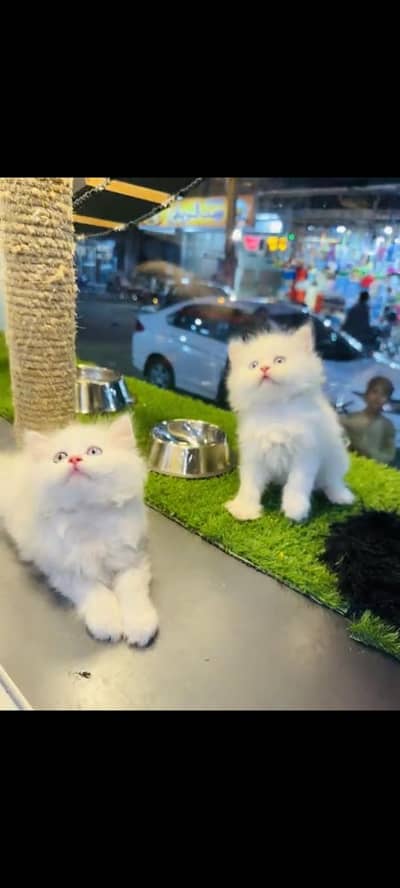 persian cat for sale MywatsapppNumber 0309-37-13-771
