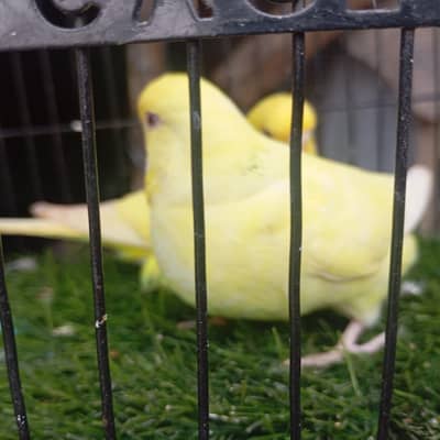 inder exhibition birds
