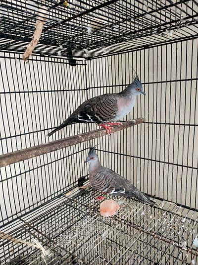 Crested Dove Pair and Chicks Available