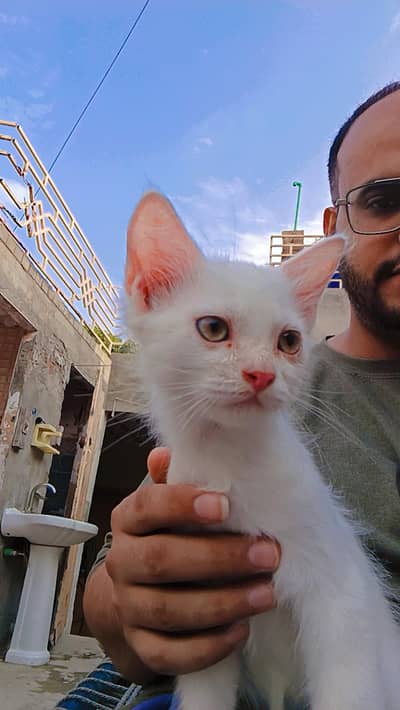 Persian male kitten
