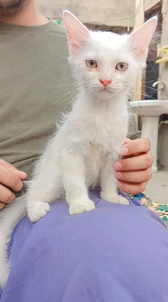 Persian male kitten — photo 2