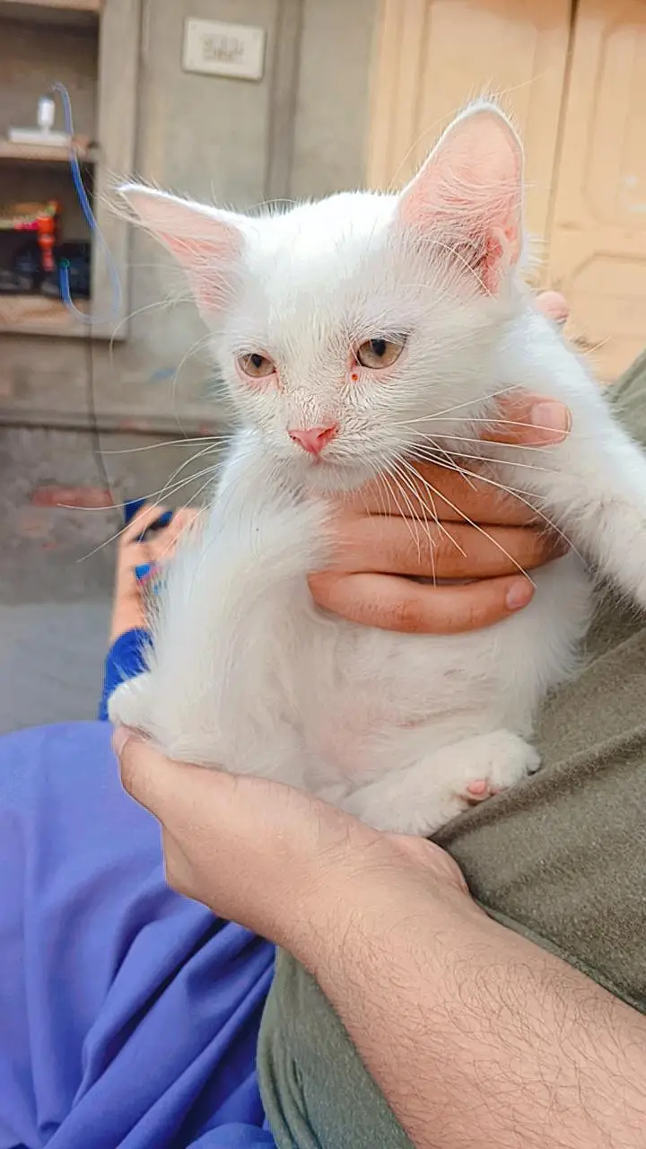 Persian male kitten — photo 3