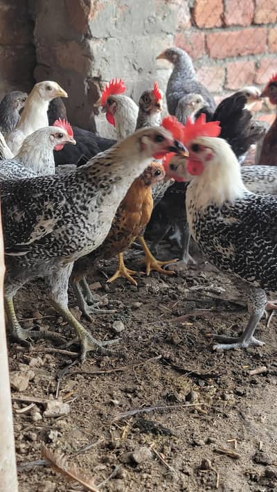 Golden Misr 500 i 600 grm pathiya patha mix available