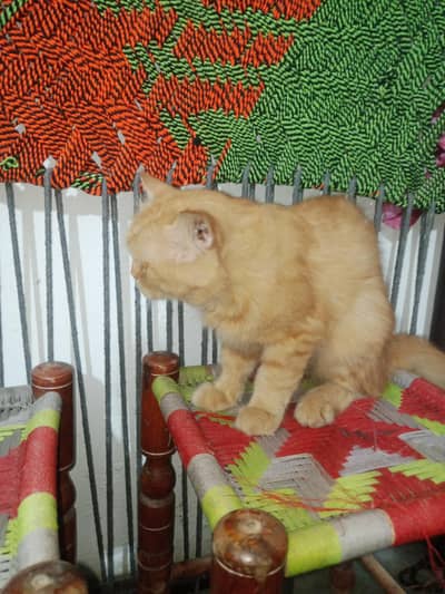 cat male hai  Russian 
