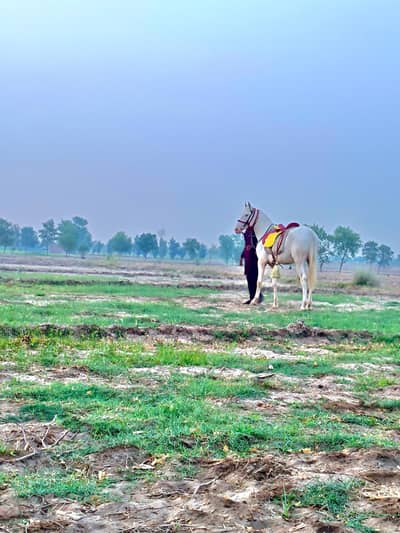 Nukra horse available for sale