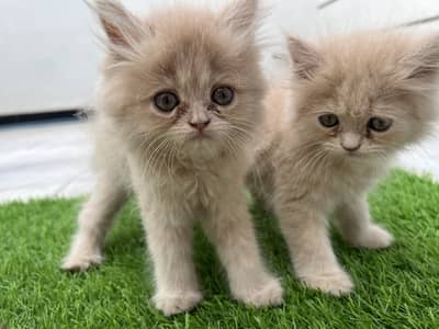 Persian Kittens Pair Third coated Extra Fluffy