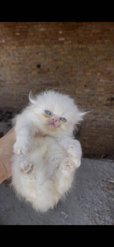 Piky kitten  triple corded blue eyes