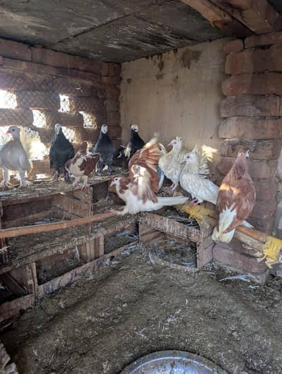 lakay sherazi for sale