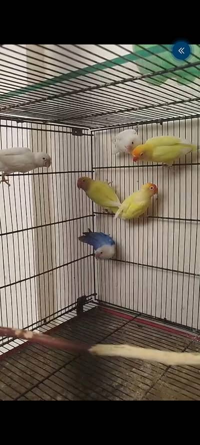 love birds split opline