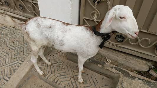 1 Bakra 1 Bakri