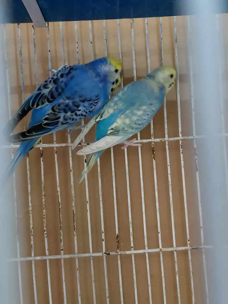 Black face budgies. 03244082978. +92 327 4801497 — photo 4