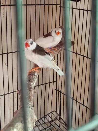 Exhibition Size Saddle back finch pair