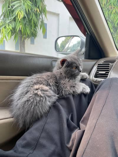 Russian Kitten Well Cared For Sale.