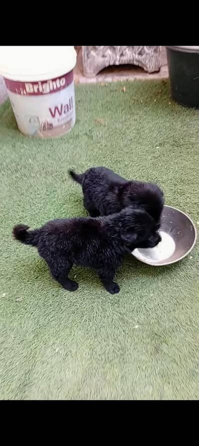 black shepherd female puppy