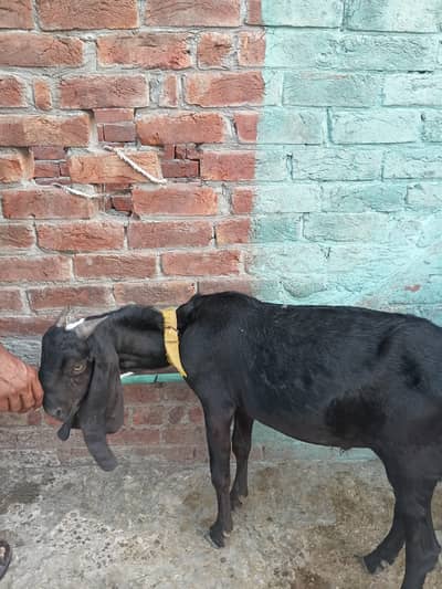 Beetal bakra | Rajanpuri bakri | bakra | bakri | goats