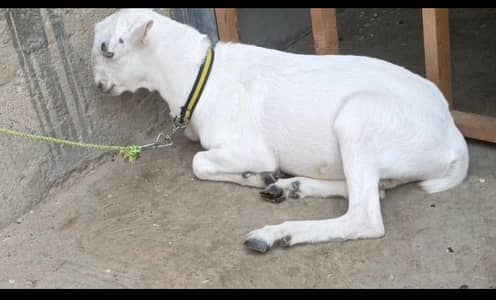 tadi bakra
