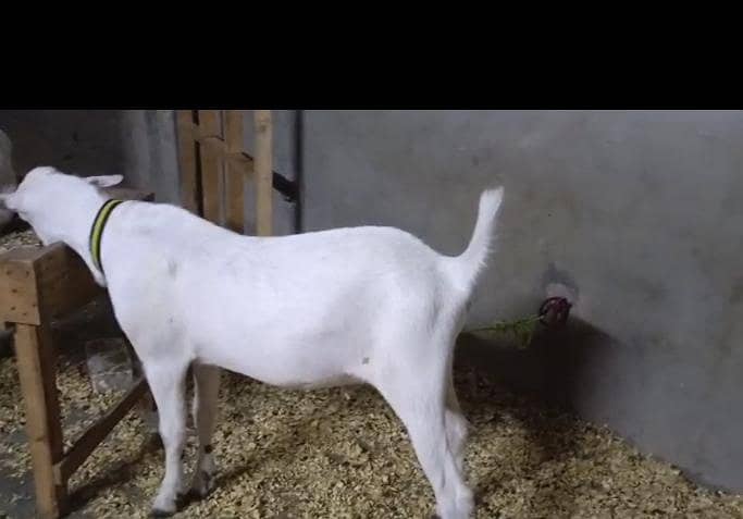 tadi bakra 1