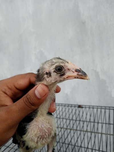 aseel chicks for sale