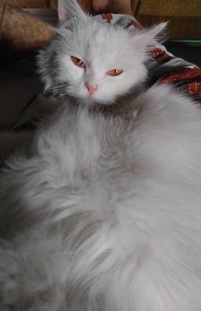 cat for sale