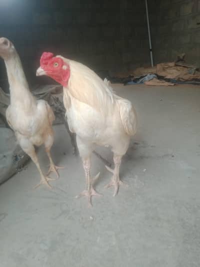 Aseel heera