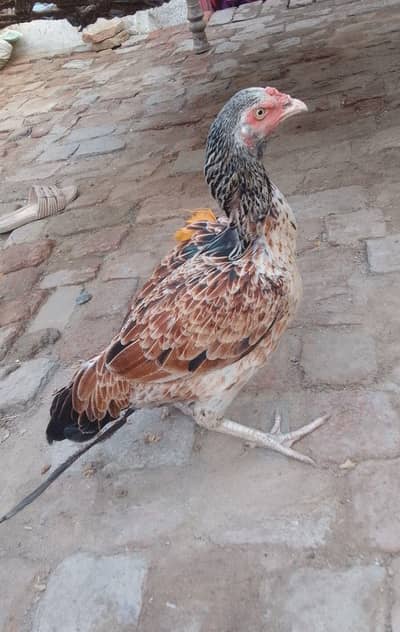Bast hen
