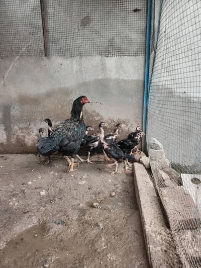 7 baby hen 1 mother