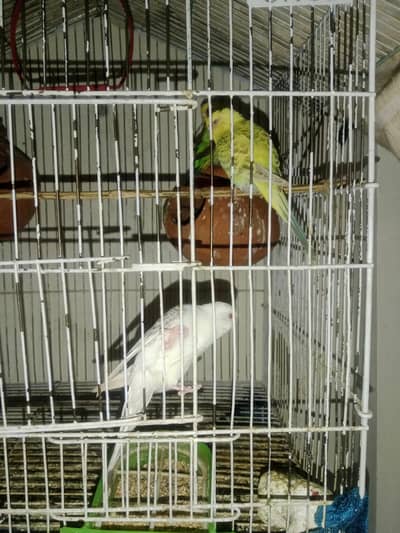 perrot for sale in resonable price with eggs