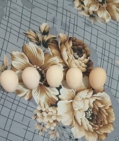Aseel heera chicks