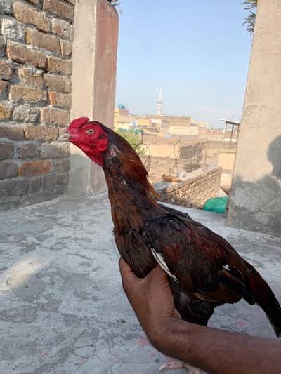 aseel for sell