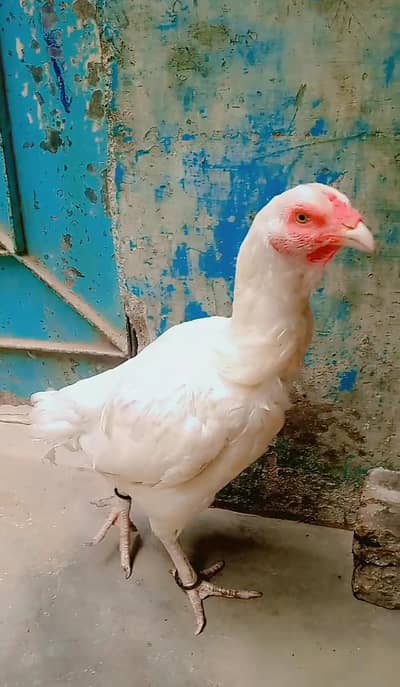 Aseel Heera Murgi Paper White 03112777550