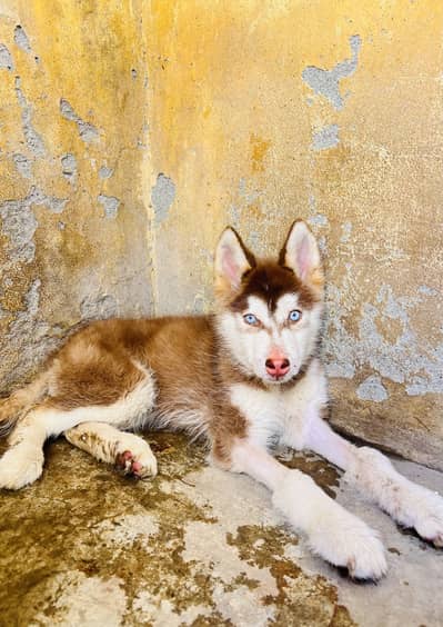 Triple coat  blue eye orginal husky