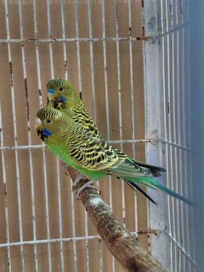 black face bugies ready to breed pair  03244082978 03244082978