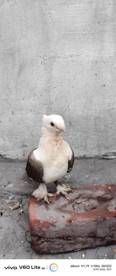 Sherazi Pigeon